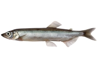 how long to boil capelin