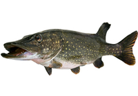 How long to boil pike