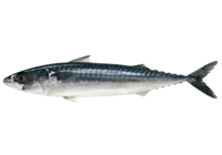 How long to boil mackerel