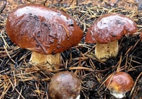 cep mushrooms
