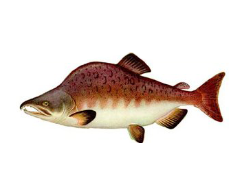 Hunchback salmon
