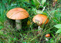 Aspen mushrooms