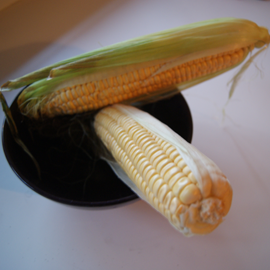 how to boil corn: choose the corn properly